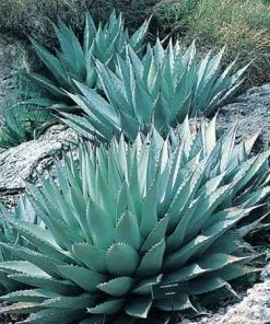 Parry's Century Plant (Agave)