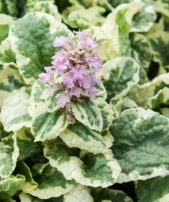 Pink Lightning Ajuga