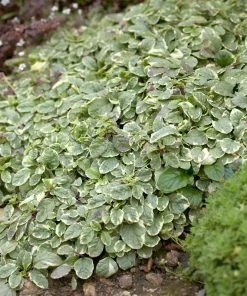 Silver Queen Ajuga -Outdoor Garden Care Shop ajuga silver queen 2
