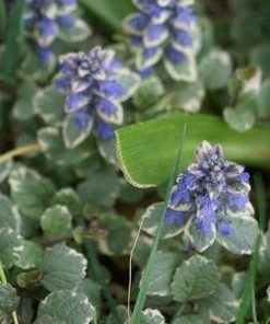 Silver Queen Ajuga -Outdoor Garden Care Shop ajuga silver queen 3