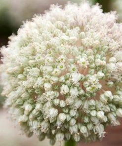 Ping Pong Allium -Outdoor Garden Care Shop allium ampeloprasum pin pong white