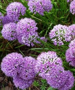 Allium Millenium -Outdoor Garden Care Shop allium millenium close up 2