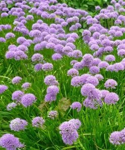 Allium Millenium -Outdoor Garden Care Shop allium millenium whole plant 2