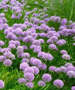 Allium Millenium -Outdoor Garden Care Shop allium millenium whole plant