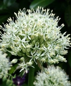 Mount Everest Allium -Outdoor Garden Care Shop allium bulbs mount everest 14453 2 web
