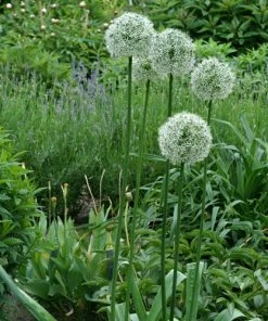 Mount Everest Allium -Outdoor Garden Care Shop allium bulbs mount everest 14453 5 web