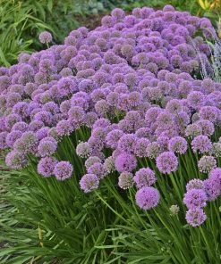 Allium Millenium -Outdoor Garden Care Shop allium millenium 1 cropped