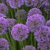 Allium Millenium