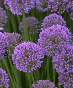 Allium Millenium