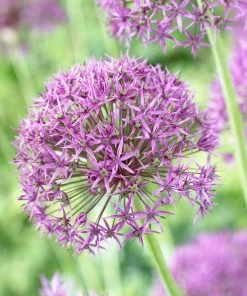 Violet Beauty Allium
