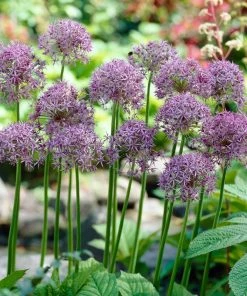 Violet Beauty Allium -Outdoor Garden Care Shop allium violet beauty cropped