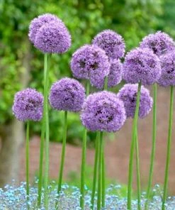 Gladiator Allium