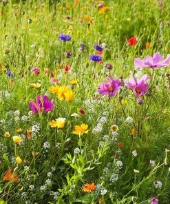 Dry Area Wildflower Seed Mix
