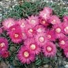 Hardy Living Stone (Aloinopsis)