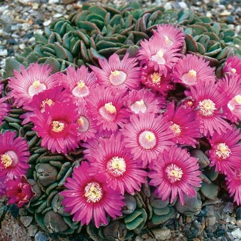 Hardy Living Stone (Aloinopsis) 1 Hardy Living Stone (Aloinopsis)