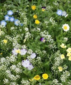 Alternative Lawn Wildflower Seed Mix