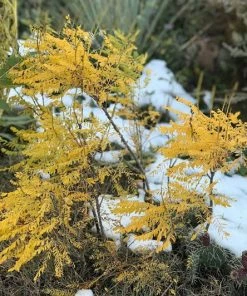 Dwarf Leadplant (Amorpha) -Outdoor Garden Care Shop amorpha nana fall color