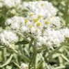 New Snow Pearly Everlasting (Anaphalis)