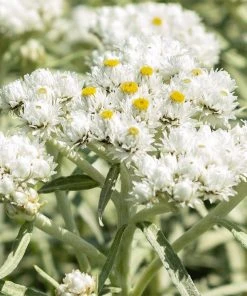 New Snow Pearly Everlasting (Anaphalis)