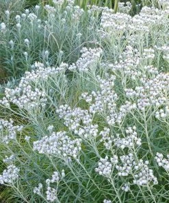 New Snow Pearly Everlasting (Anaphalis) -Outdoor Garden Care Shop anaphalis margaritacea pearly everlasting chatfield white