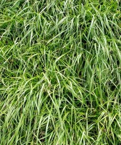Annual Rye Grass Seeds -Outdoor Garden Care Shop annual rye grass