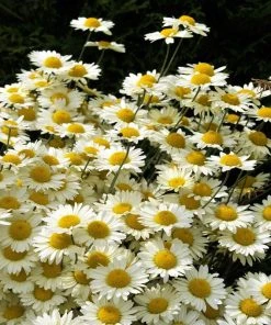 Susanna Mitchell Marguerite Daisy (Anthemis) -Outdoor Garden Care Shop anthemis tinctoria 19981