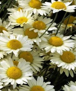 Susanna Mitchell Marguerite Daisy (Anthemis) -Outdoor Garden Care Shop anthemis tinctoria 19981 close up