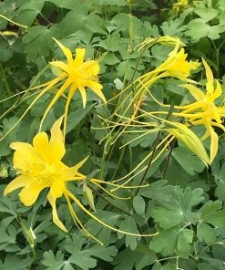 Swallowtail® Columbine -Outdoor Garden Care Shop aquilegia aff longissima swallowtail 2