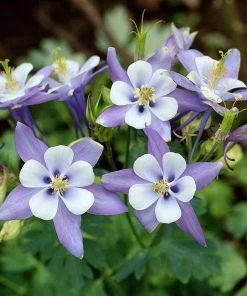 Rocky Mountain Columbine -Outdoor Garden Care Shop aquilegia caerulea rocky mountai