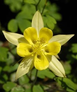 Golden Spur Columbine -Outdoor Garden Care Shop aquilegia chrysantha golden spur