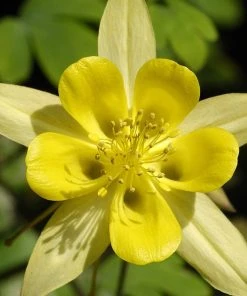 Serene Shade Pre-Planned Garden 11 Serene Shade Pre-Planned Garden -Outdoor Garden Care Shop aquilegia chrysantha golden spur columbine yellow