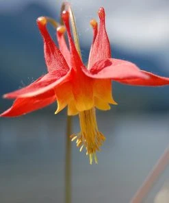 Columbine Collection -Outdoor Garden Care Shop aquilegia desertorum arizona columbine cropped