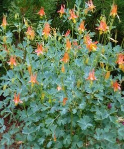 Arizona Columbine -Outdoor Garden Care Shop aquilegia desertorum in flwr