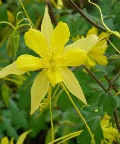 Swallowtail® Columbine -Outdoor Garden Care Shop aquilegia swallowtail 2 20822 1