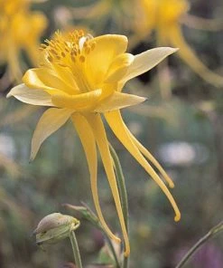 Little Treasure Dwarf Spur Columbine