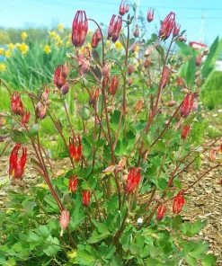 Little Lanterns Columbine -Outdoor Garden Care Shop aquilegia little lanterns cropped 1 1 1