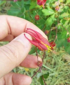 Little Lanterns Columbine -Outdoor Garden Care Shop aquilegia little lanterns cropped close up 1 1