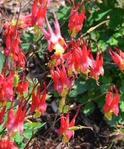 Little Lanterns Columbine