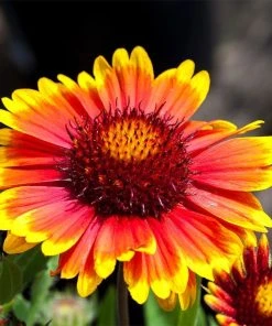 Arizona Sun Gaillardia