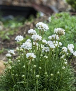 Morning Star White Armeria