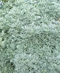 Powis Castle Artemisia -Outdoor Garden Care Shop artemisia powis castle close denver botanic