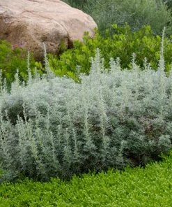 Seafoam Artemisia