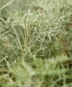 Seafoam Artemisia -Outdoor Garden Care Shop artemisia versicolor seafoam