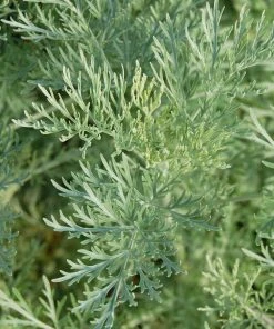 Powis Castle Artemisia -Outdoor Garden Care Shop artemisia powis caslte close up mike davvy