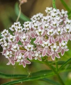 California Narrow Leaf Milkweed