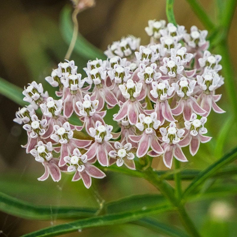 California Narrow Leaf Milkweed 1 California Narrow Leaf Milkweed