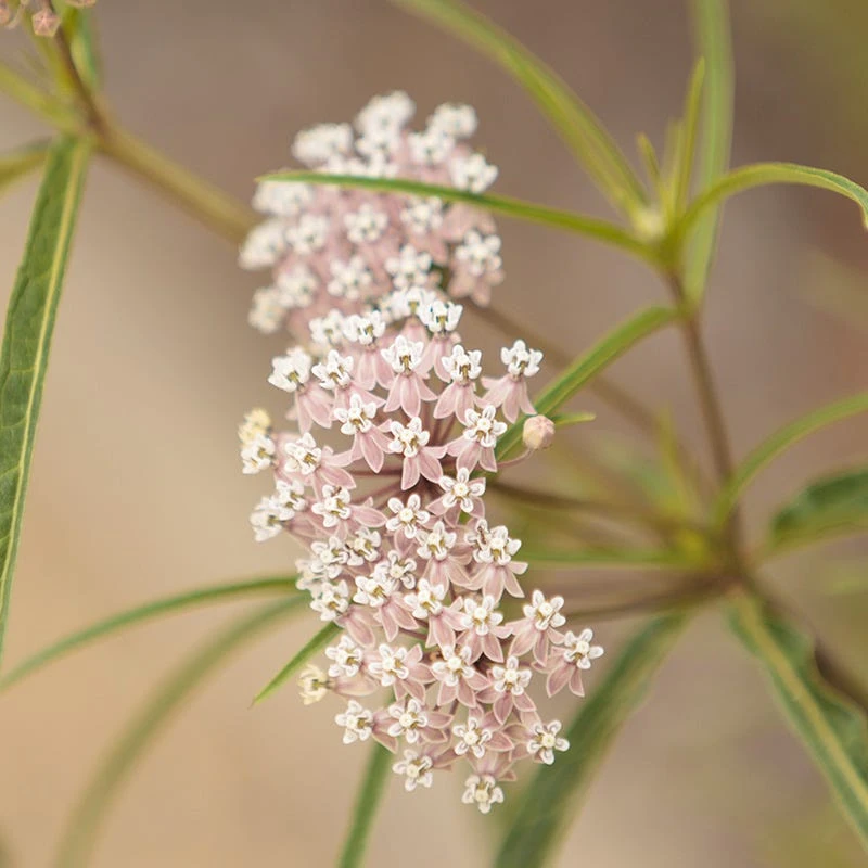 California Narrow Leaf Milkweed 2 California Narrow Leaf Milkweed - Image 2