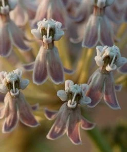 California Narrow Leaf Milkweed 11 California Narrow Leaf Milkweed -Outdoor Garden Care Shop asclepias fascicularis santa monica trails council 2 cropped