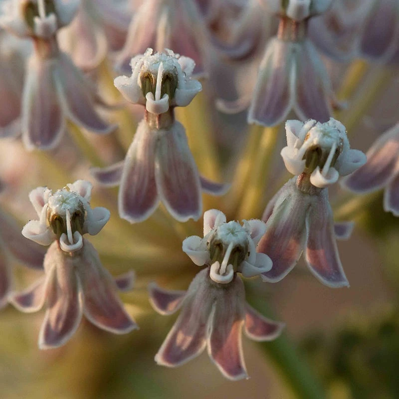 California Narrow Leaf Milkweed 5 California Narrow Leaf Milkweed - Image 5