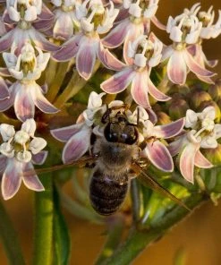 California Narrow Leaf Milkweed 12 California Narrow Leaf Milkweed -Outdoor Garden Care Shop asclepias fascicularis santa monica trails council 3 cropped